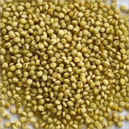 BROWNTOP MILLET GRAINS - 500GMS